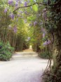 /album/galerie-photos/allee-entree-jpg/