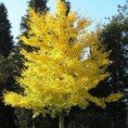 /album/galerie-photos/ginkgo-biloba-jpg/